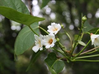 オオアブラギリ